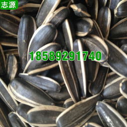 【志源6p瓜子烘干機(jī)環(huán)保節(jié)能小型五香瓜子干燥設(shè)備全國報(bào)價(jià)】-